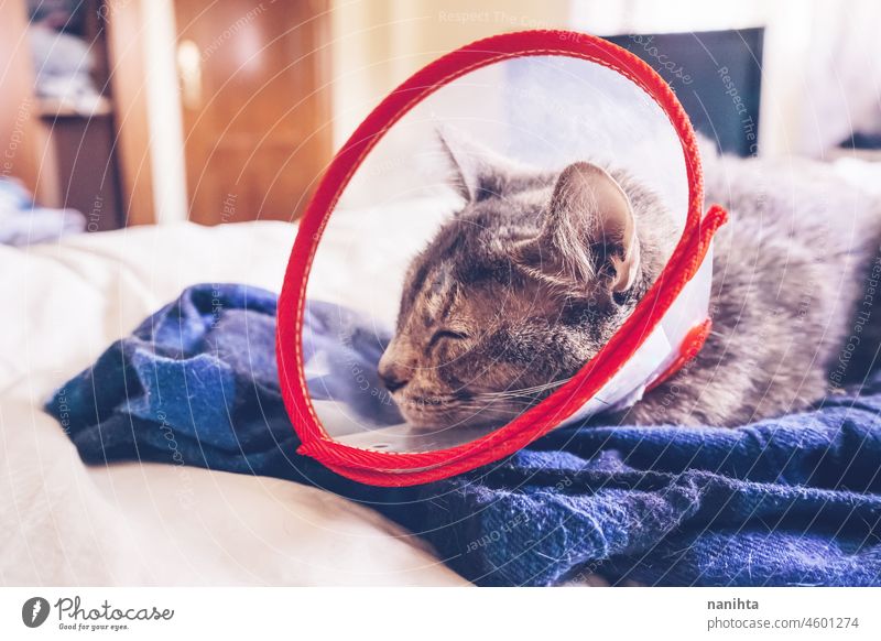 Graue Katze trägt nach einer Operation zu Hause ein Schutzhalsband Tierarzt Zapfen elisabethanisches Halsband Kragen krank Verletzungen traurig Traurigkeit