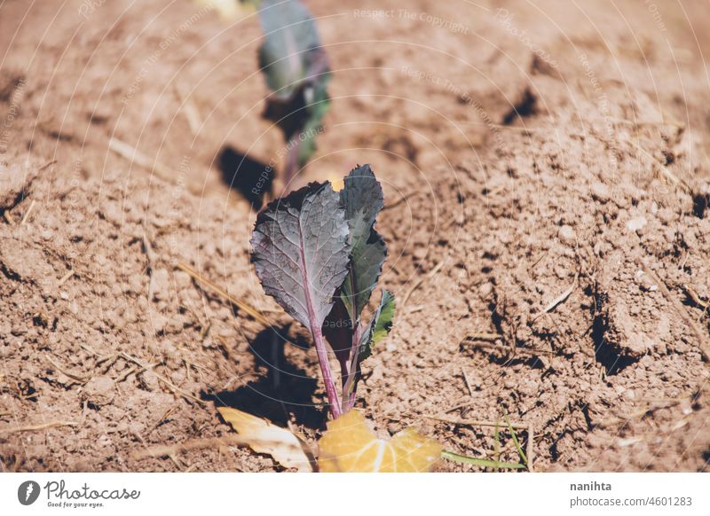 Sprossen von Pflanzen in einem Gemüsegarten Lebensmittel Ernte Bepflanzung Landwirtschaft bis bearbeitet Boden Erde organisch Biografie kultivierend Ernten
