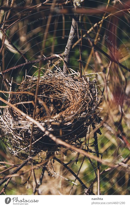 Nahaufnahme eines leeren Nests Vogel Natur natürlich Leben schließen abschließen Sonne sonnig Hintergrund Tapete organisch Niederlassungen Baum Makro Fotografie