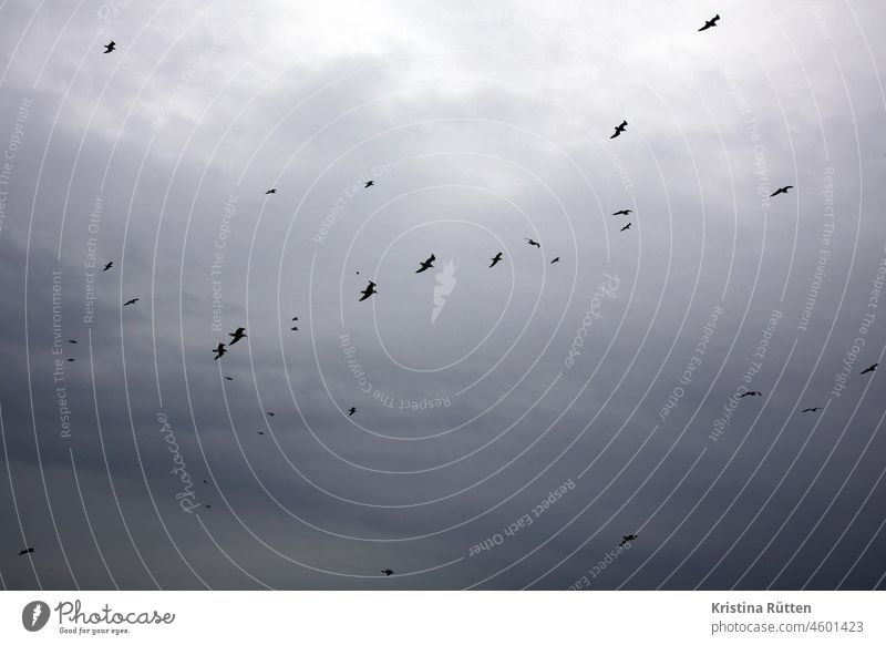 möwen am wolkenhimmel möwenschwarm vogelschwarm vögel viele fliegen wolkig bewölkt dunkel wetter stimmung luft höhe silhouetten natur