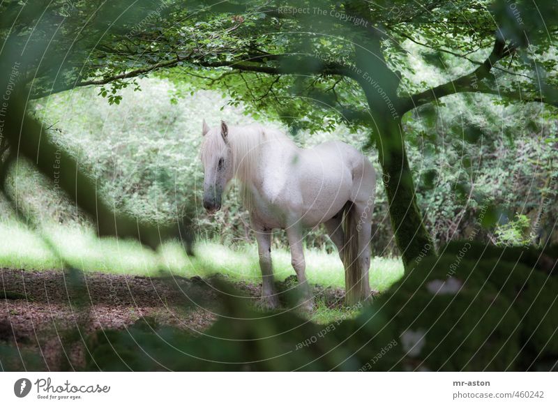 Beobachtet Wald Tier Wildtier Pferd 1 ästhetisch grün weiß Farbfoto Außenaufnahme Menschenleer Tag Kontrast Tierporträt Blick nach vorn