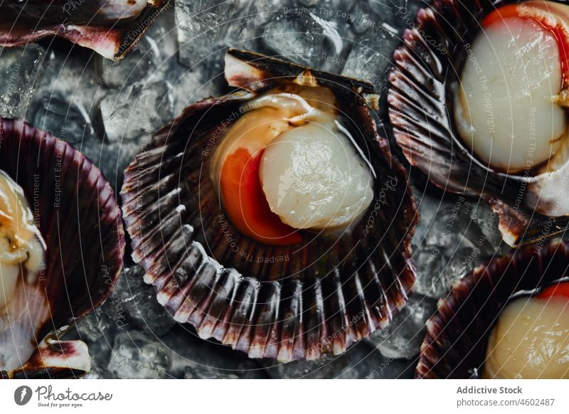 Köstliche Jakobsmuscheln auf Muscheln vor dunklem Tisch serviert Panzer Meeresfrüchte Eis Ernährung lecker Lebensmittel Feinschmecker frisch Küche geschmackvoll