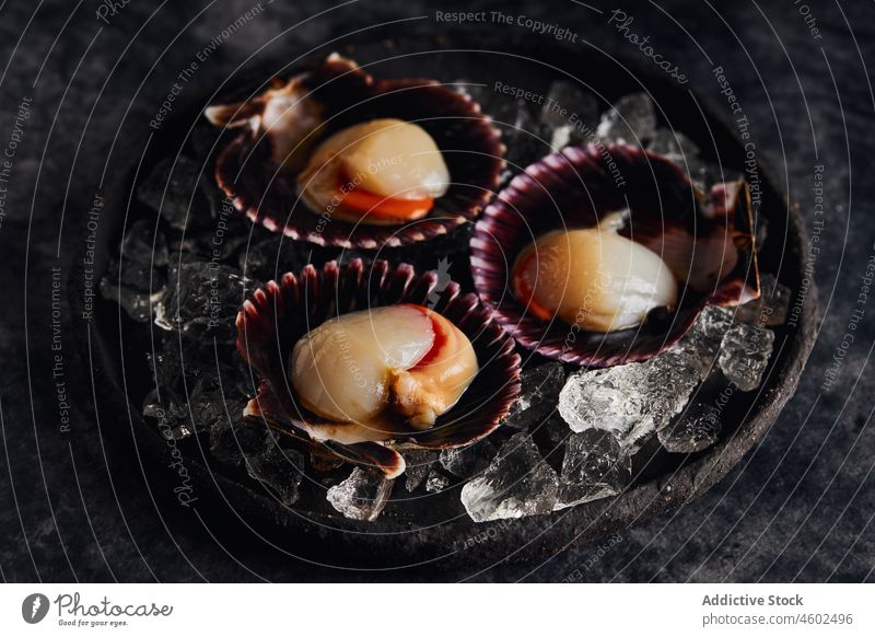 Köstliche Jakobsmuscheln auf Muscheln vor dunklem Tisch serviert Panzer Meeresfrüchte Eis Ernährung lecker Lebensmittel Feinschmecker frisch Küche geschmackvoll