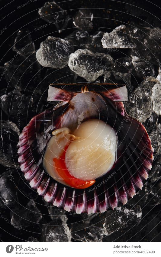 Köstliche Jakobsmuschel in der Schale auf dem dunklen Tisch serviert Panzer Meeresfrüchte Muschel Eis Ernährung lecker Lebensmittel Feinschmecker frisch Küche
