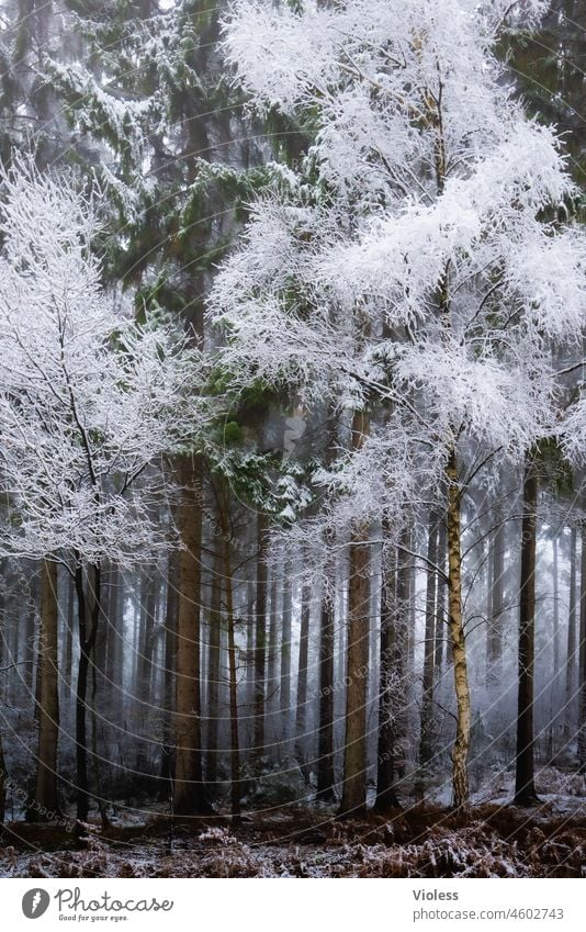 Winterwald Wald Schnee kalt Raureif Frost Baum weiss dunst Birke Stämme Waldboden