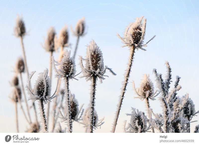 vertrocknete Samenstände der Wilden Karde mit Raureif bedeckt Wilde Karde Kardendistel Pflanze Samenstand verblüht Eiskristalle Kälte Winter Frost gefroren