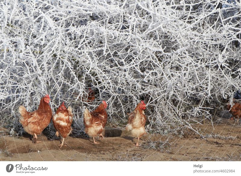 kalte Füße - mehrere Hühner stehen im Sonnenlicht auf Sandboden vor raureifbedeckten Sträuchern Hühnerhof Auslauf Raureif Kälte Winter frieren Freilandhaltung