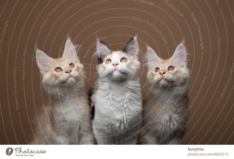 gruppenfoto von drei neugierigen, verspielten maine coon kätzchen, die nach oben schauen Katze Haustiere fluffig Fell katzenhaft Rassekatze Langhaarige Katze