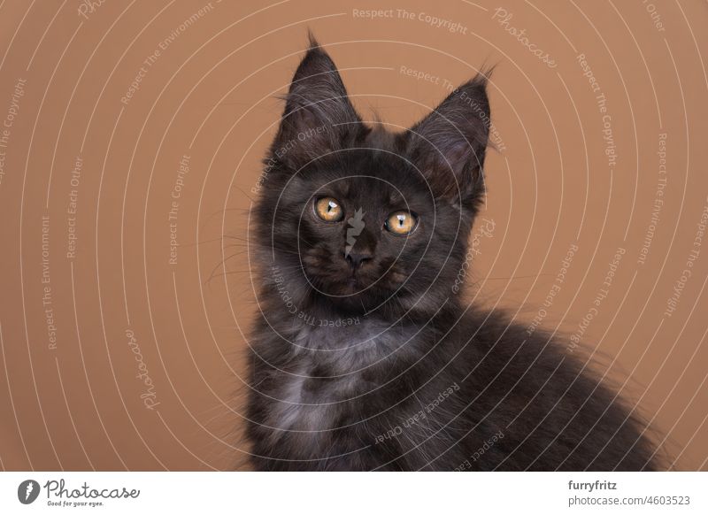 süßes schwarzes Maine Coon Kätzchen schaut in die Kamera auf braunem Hintergrund Katze Haustiere fluffig Fell katzenhaft Rassekatze Langhaarige Katze