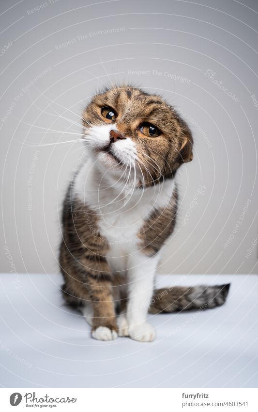 lustige Katze schüttelt den Kopf und schaut in die Kamera fluffig Fell katzenhaft Haustiere Kätzchen britische Kurzhaarkatze Tabby weiß grau Sitzen Porträt