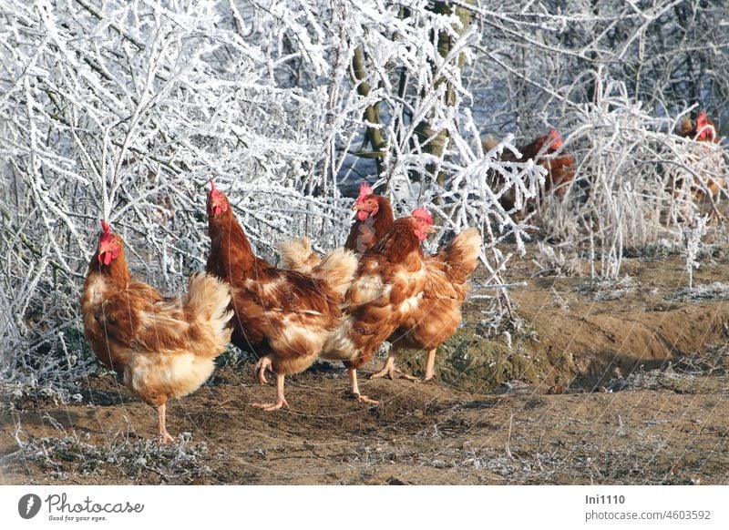 Hühner im Winterzauberland I schönes Wetter Frost Wintersonne Tiere Hühnerfarm Hühnergruppe Nutztiere Freilandhaltung kalte füße freilaufende Hühner Raureif