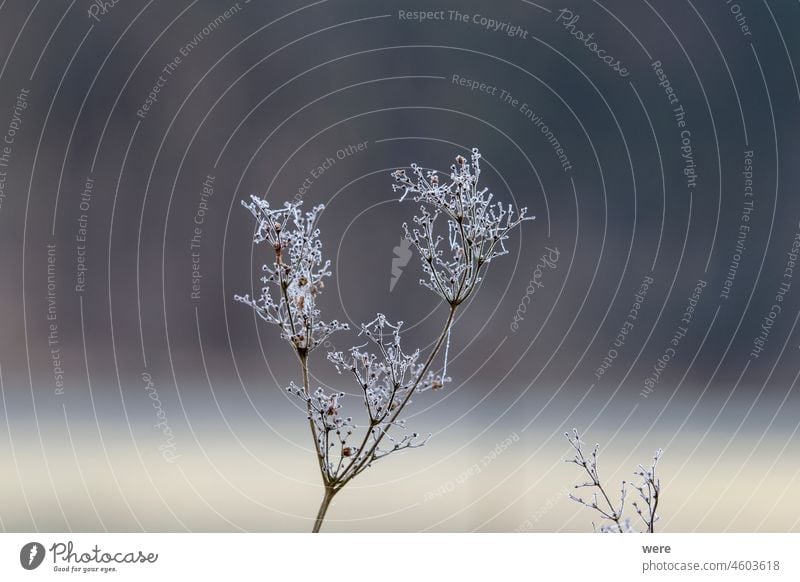Raureif bedeckte kahle Äste mit Spinnweben Baum Winter Natur Schnee Frost Himmel Ast blau kalt Pflanze weiß gefroren Gras Frühling Saison Eis Landschaft Blume