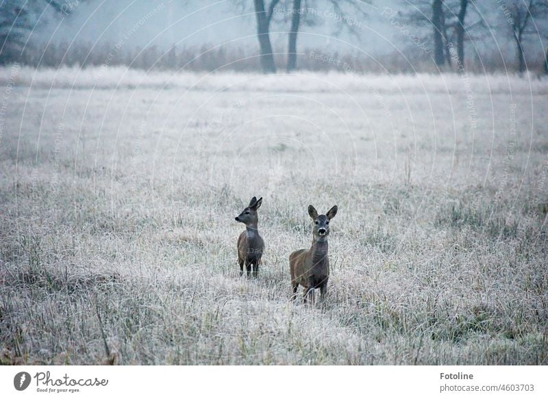 2 Rehe stehen erstaunt in einer frostigen Winterlandschaft und schauen sich um. Wildtier Tier Außenaufnahme Farbfoto Natur Menschenleer Tag Wiese natürlich