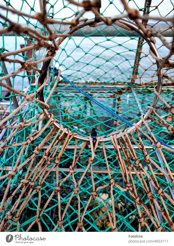 Ein Ring, Seile und Gestänge bilden eine Hummerfalle, mit der auf Helgoland Knieper gefangen werden. Metall grün braun Außenaufnahme Farbfoto Nahaufnahme