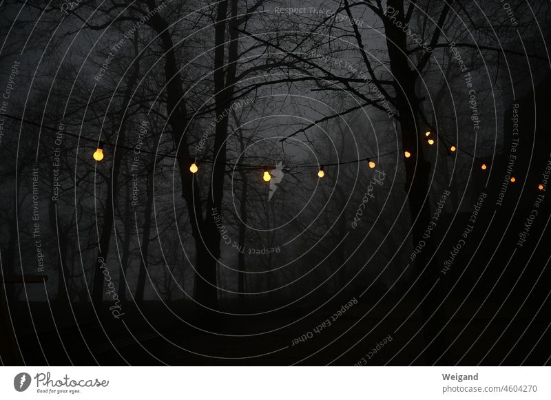 Unheimlicher Ort unheimlich Wald Bäume Dunkelheit düster Verbrechen einsam Lichterkette leuchten Glühbirne