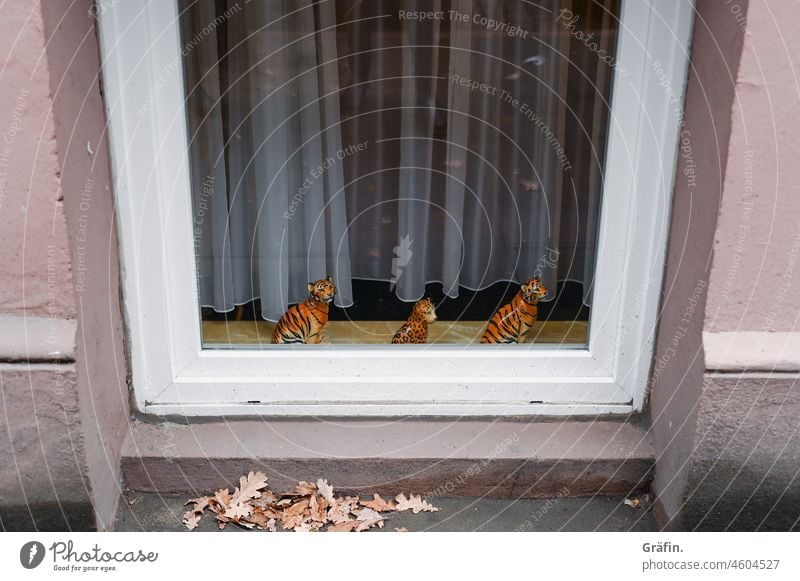Fensterkitsch - 3 Porzellantiger sitzen im Jahr des Tigers auf einer Fensterbank in einer Souterrain Wohnung kitschig Kitsch altmodisch Dekoration Farbfoto