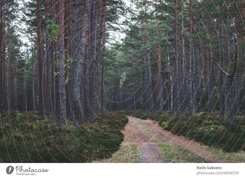 Weg durch Kiefern an der lettischen Küste Hintergrund baltisch schön Umwelt Laubwerk Wald grün Landschaft Lettland Blatt Licht natürlich Natur keine Menschen