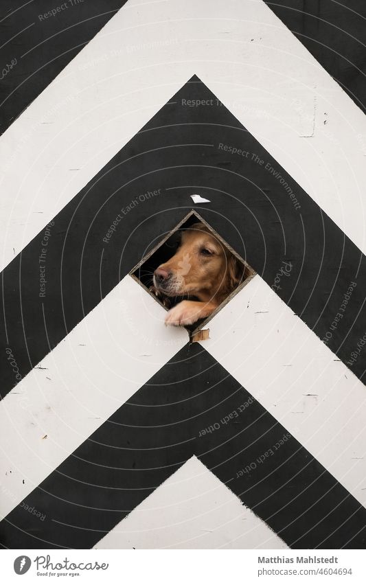 Ein Hund guckt durch ein Loch Tier Haustier Tierporträt Tiergesicht Fell Golden Retriever Porträt Außenaufnahme Menschenleer Freundlichkeit Tierliebe Natur