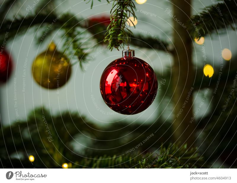 Christbaumkugeln hängen glänzend am Tannengrün Weihnachten & Advent Weihnachtsdekoration festlich Weihnachtsbaum Bokeh Unschärfe weihnachtlich