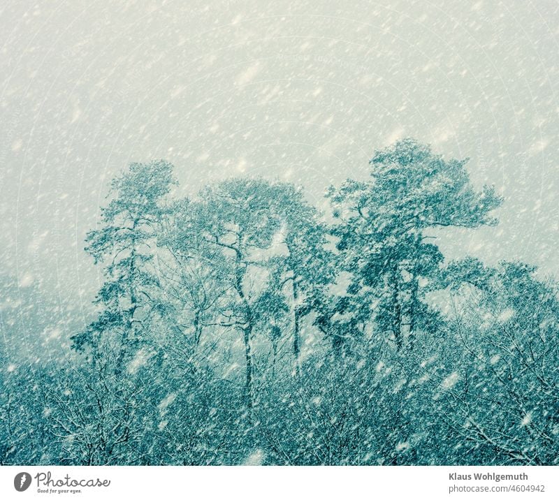 Waldrand im starken Schneefall am heilgen Abend 2021 Schneelandschaft Winter Winterstimmung Weihnachten & Advent Wetter Bäume Kiefern Gebüsch Äste und Zweige