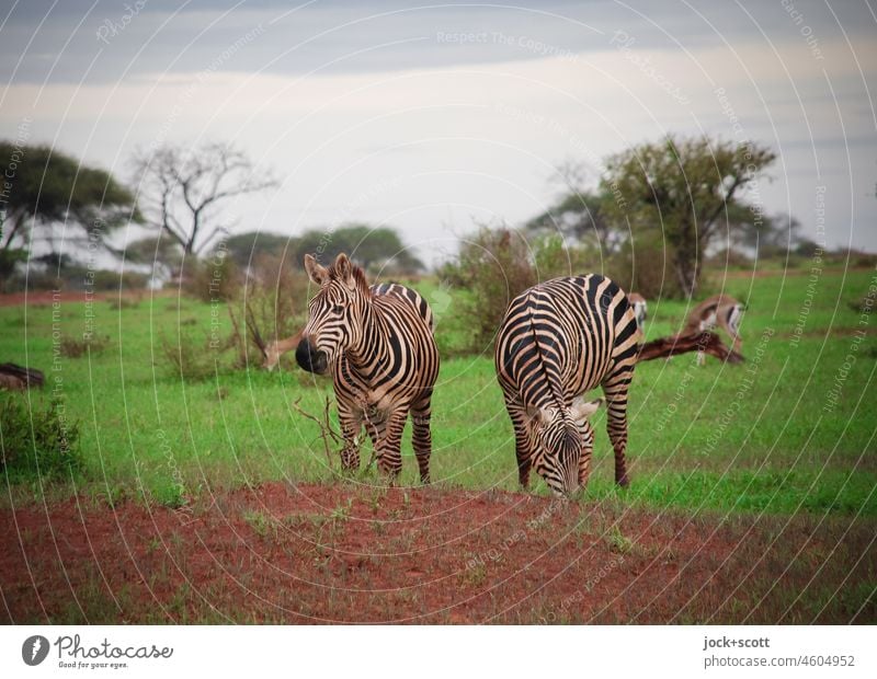 Ein Zebra kommt selten allein Safari Kenia Wildtier Savanne exotisch Baum Zusammensein Einigkeit Abenteuer Freiheit Ferien & Urlaub & Reisen Umwelt Fressen