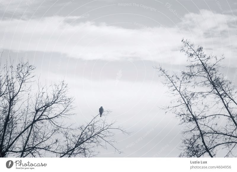 Greifvogel in kahlem Geäst karg sw Schwarzweißfoto Himmel Winter Kälte warten Baum Ast Tag Wolken wartend