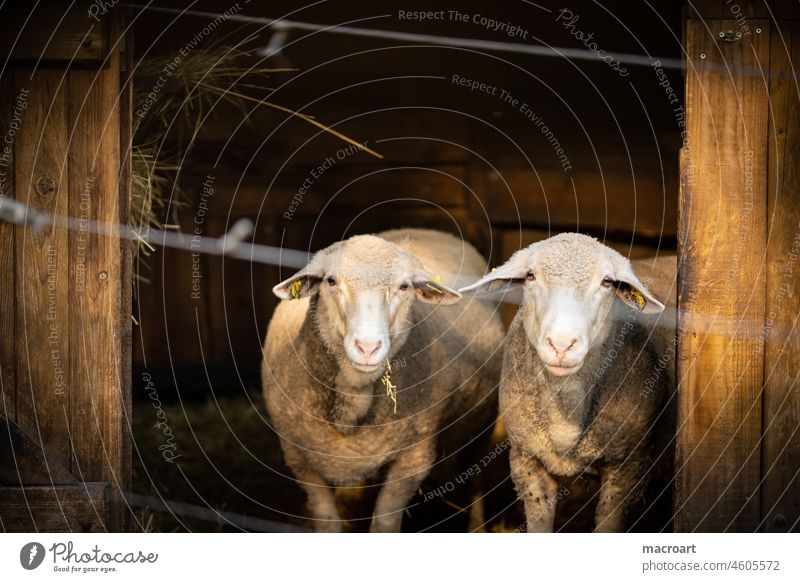 Schafe in Gefangenschaft - Symbolik corona Quarantäne gefangen zaun schafswolle ökologisch bio zoo ehepaar bauernhof pärchen schafe partnerschaft