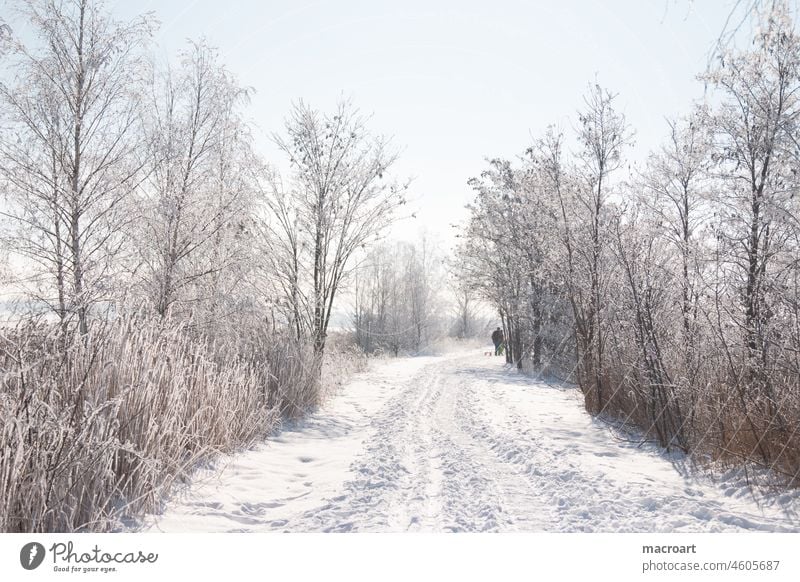 Winterlandschaft gefroren kälte kalt mittag schneebedeckt weiß blauer himmel schilf see waldweg verschneit kahle bäume pfad spuren im schnee