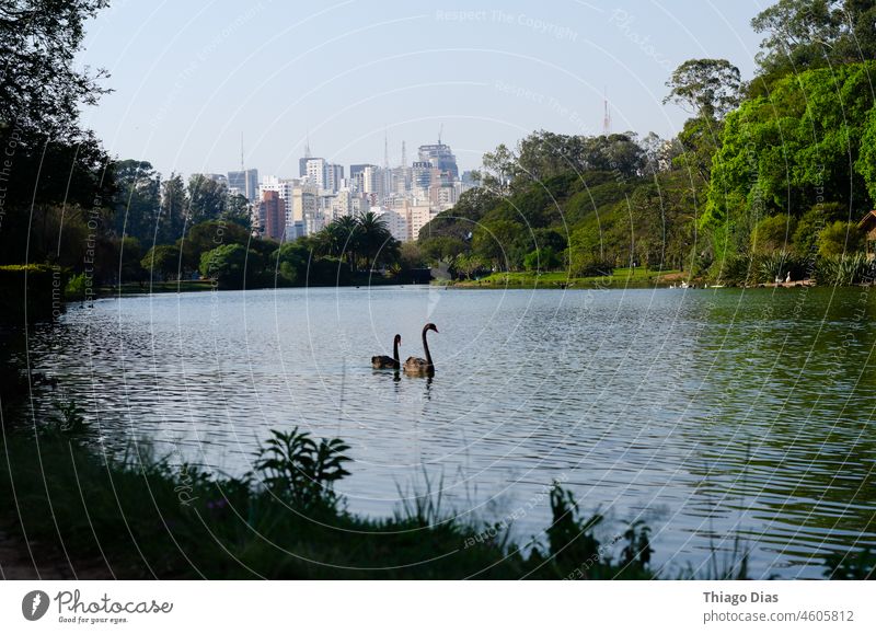 Vögel im zentralen Park der Stadt Sao Paulo São Paulo brasilien Brasilien Stadtzentrum Farbfoto Tourismus Himmel Architektur Sommer Ferien & Urlaub & Reisen