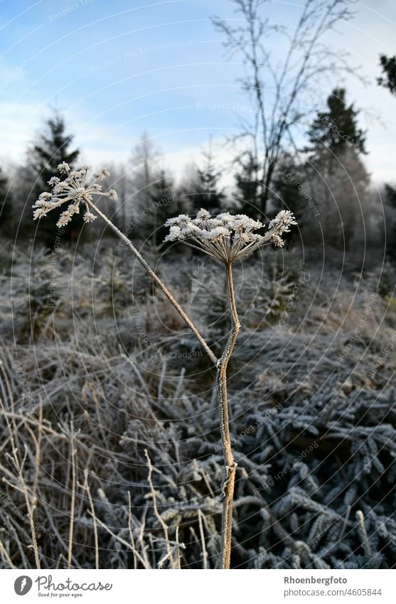 Dürre Pflanze mit Reif überzogen, an einem schönen Wintertag in der Hochrhön hochrhön pflanze kerbel klettenkerbel bibernelle wald forst winter dezember januar