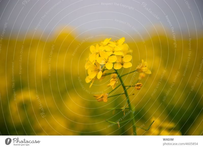 Nahaufnahme einer gelben Senfblüte mit unscharfem Hintergrund Natürliche Ansicht Blume Natur Frühling Blumen Pflanze Feld Blüte Sommer Ackerbau Raps Senfpflanze