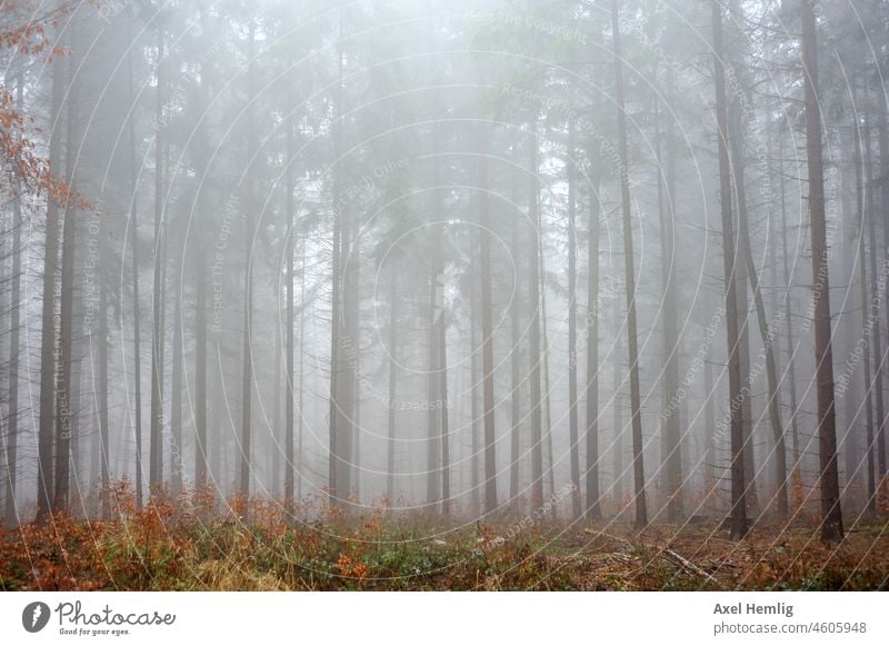 Nebel im Fichtenwald Wald Landschaft Menschenleer Farbfoto allein Natur Einsamkeit Tag Pflanze wandern Bäume Lichtschein Herbst Herbstwald Herbstwetter Stille