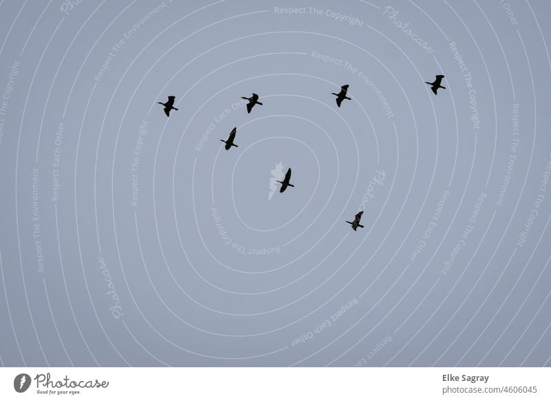Kormorane  Flugformation Zugvögel Menschenleer Tier Außenaufnahme Tierporträt Farbfoto natürlich Himmel Vogel Freiheit Vogelschwarm fliegen Natur