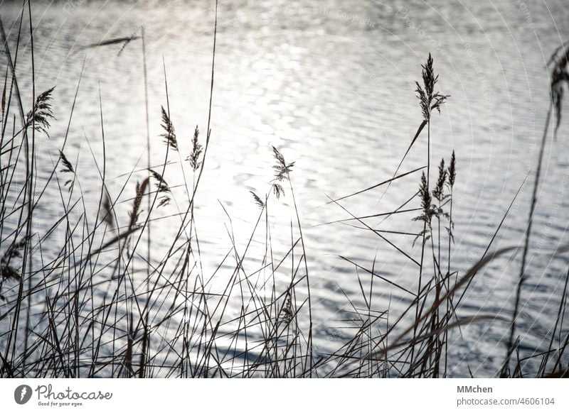 Reflektierende Sonne zwischen Gräsern am Seeufer Meer Wasser Ufer Gras Seegras Fluss Wassersport urlaub natur ausflug erholung wassersport wasseroberfläche