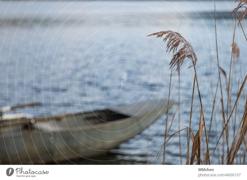Gräser am See mit Boot im Hintergrund Meer Wasser Ufer Gras Seegras Fluss Wassersport urlaub ufer natur ausflug erholung wassersport wasseroberfläche landschaft