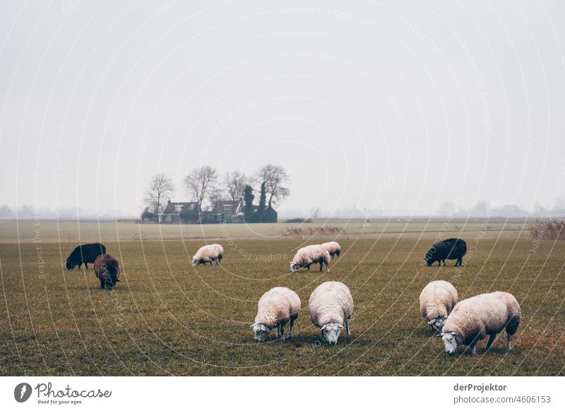 Schafe in Friesland standhaft Ferien & Urlaub & Reisen Tourismus Ausflug Ferne Umwelt Lebensfreude Kanal Außenaufnahme Textfreiraum oben Menschenleer