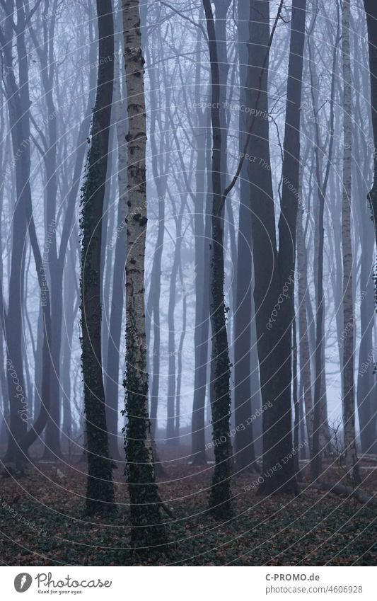 Wald & Nebel II Winter Angst Bäume Dämmerung Weg trüb undurchsichtig grau Birke