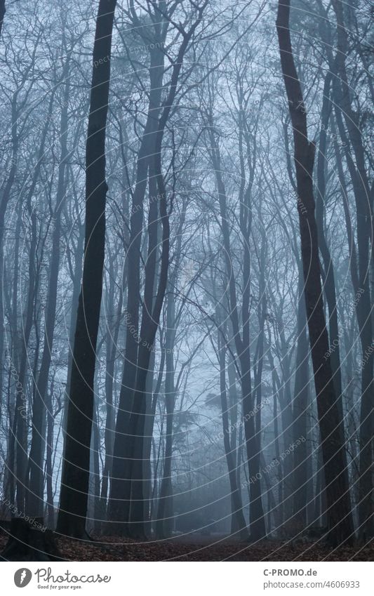 Wald & Nebel I Winter Angst Bäume Dämmerung Weg trüb undurchsichtig grau