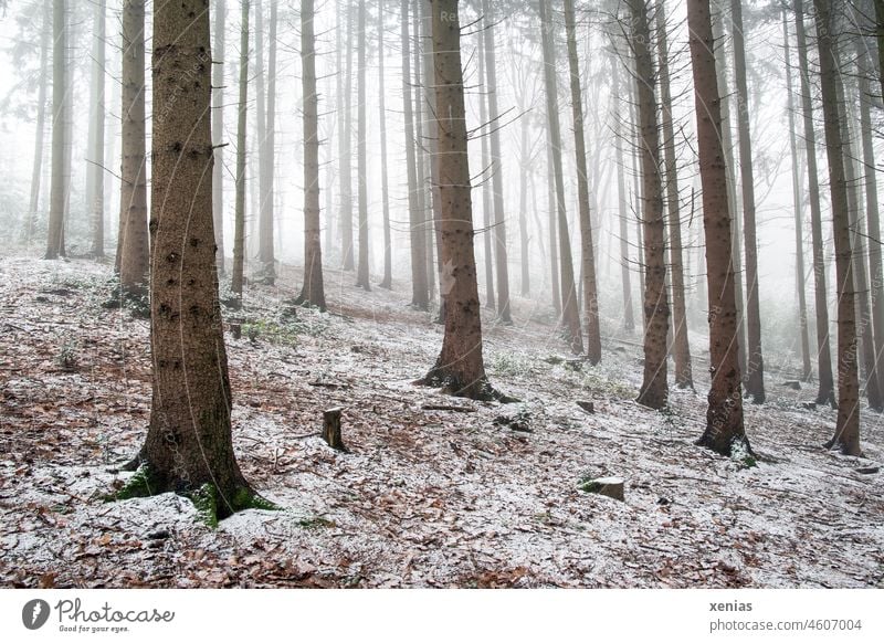 Bäume im winterlichen Wald mit Schieflage am Hang, etwas Nebel und Schnee Winter Baumstamm Holz nebelig braun weiß grün schief Natur Frost Landschaft Wetter