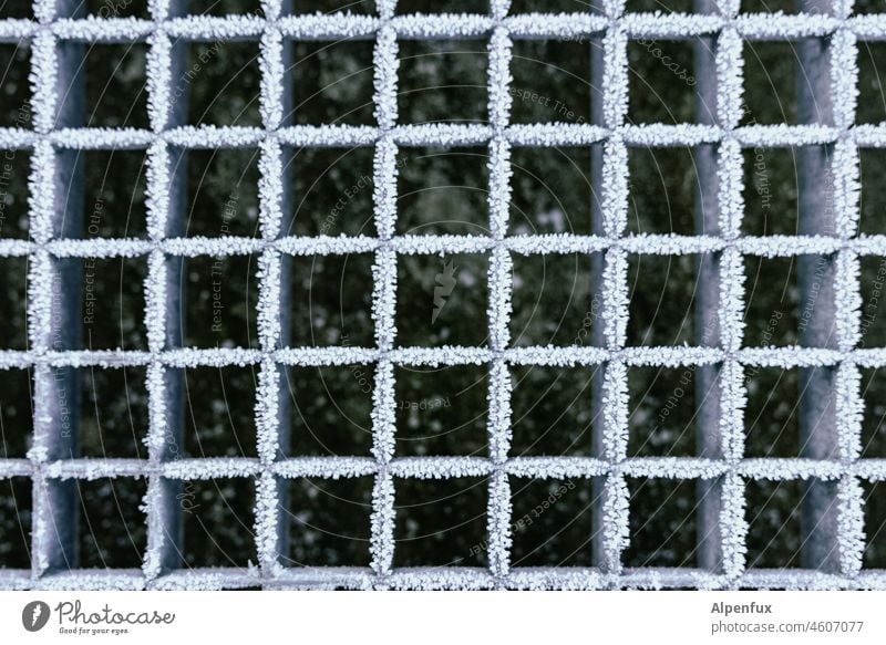 Frostkeime II Eiskristalle kalt Winter gefroren Natur weiß Raureif Außenaufnahme frieren eisig Menschenleer Nahaufnahme Kälte Kristallstrukturen frostig