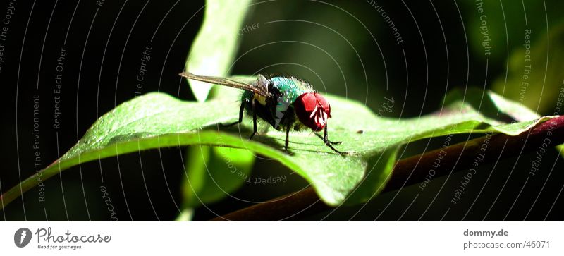 Fliege grün Blatt schwarz Makroaufnahme rot Tier Natur sitzen Auge facetten Flügel fliegen