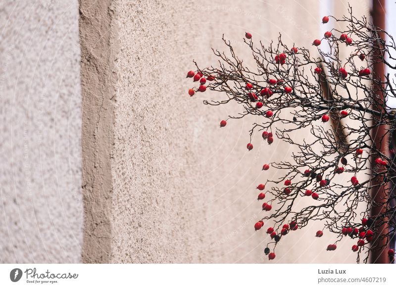 Letzte rote Beeren vor einer hellen Fassade Winter Herbst Haus Hauswand Natur Pflanze natürlich Frucht Außenaufnahme Stadt