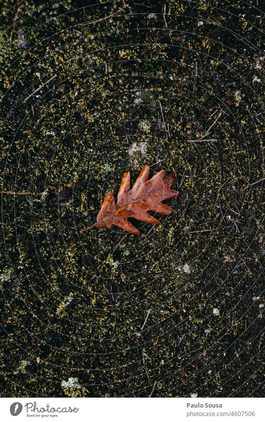 Eichenblatt Blatt Blätter Herbst Herbstlaub Natur Farbfoto Pflanze herbstlich Außenaufnahme Herbstfärbung Baum Winter fallen gefallen Umwelt Menschenleer Tag
