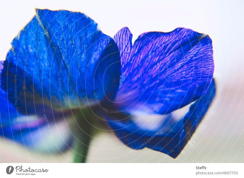 blaue Kronen-Anemone Frühlingsblume Gartenblume Windröschen Schnittblume royalblau blaue Anemone Blume Blüte blühen romantisch stilisiert blauviolett
