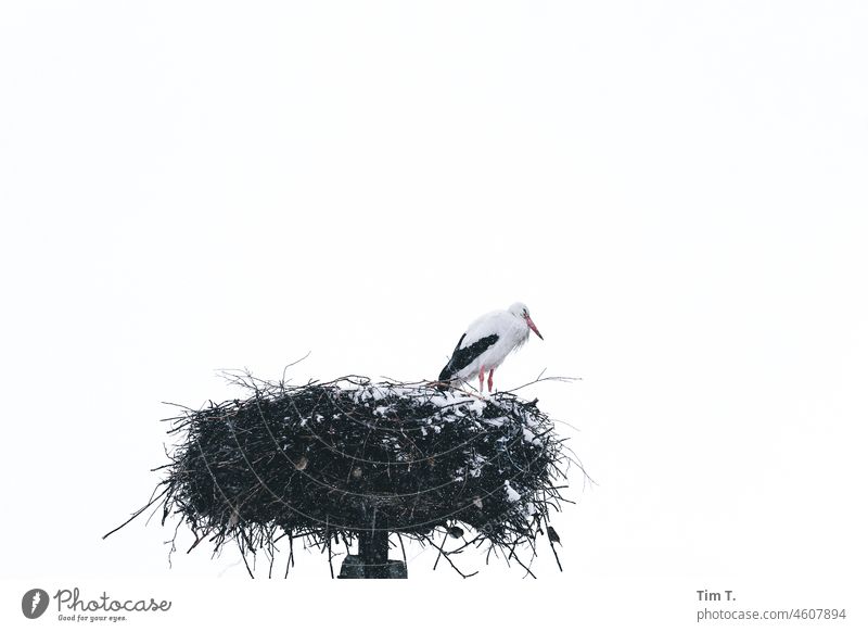 ein Storch sitzt im verschneiten Horst Schnee Vogel Tier Nest Außenaufnahme Farbfoto Menschenleer Wildtier Natur Textfreiraum oben Weißstorch Tag Tierporträt