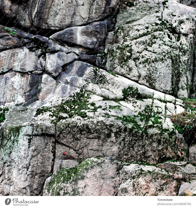 Felsen mit zartem Dekor Felswand Gestein grau Brüche Risse Linien Bewuchs spärlich grün Natur Menschenleer Stein kahl Außenaufnahme