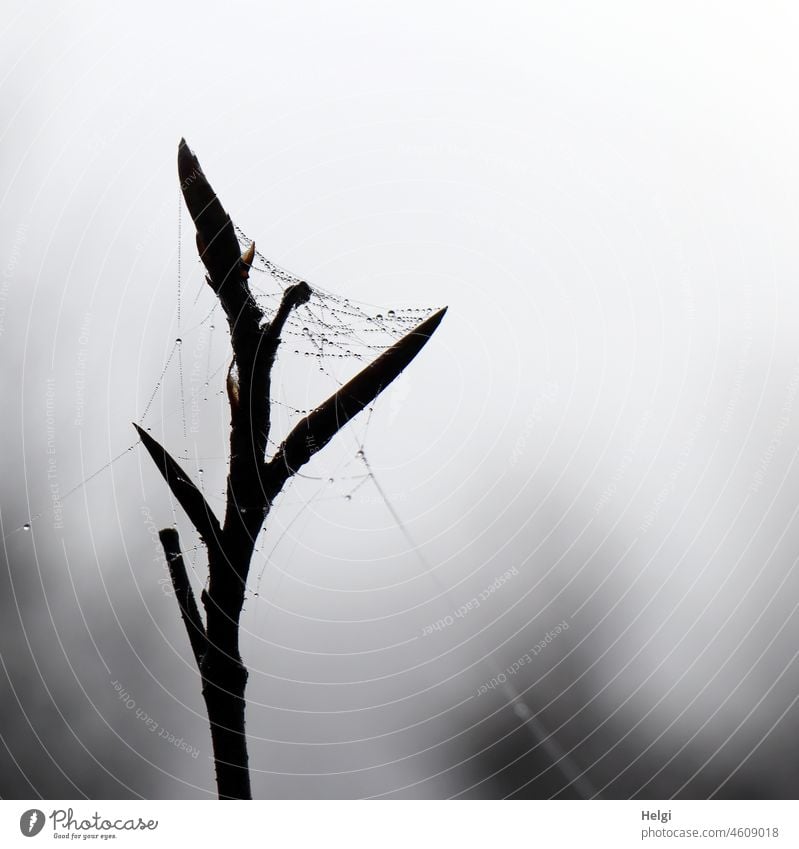 Die Schönheit im Auge des Betrachters  | kleiner Zweig mit Spinnennetz und Tauperlen im Nebel Spinngewebe Tropfen Tautropfen nass morgens Morgen Nebelmorgen