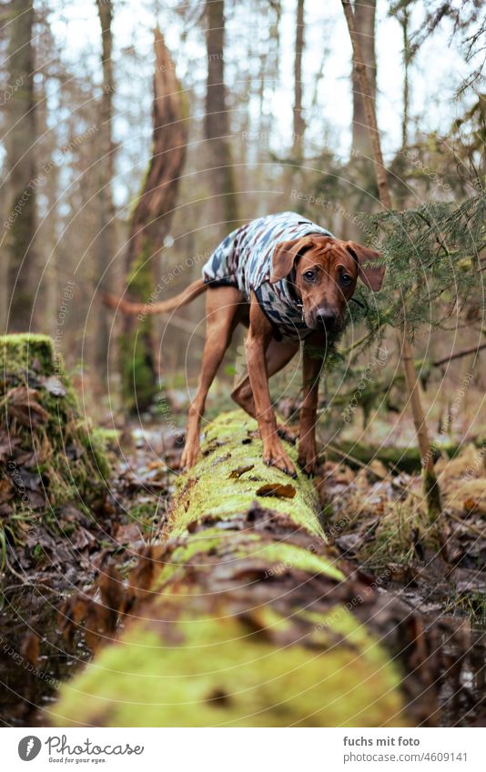 ängstlicher Hund balanciert über einen Stamm balancieren pullover hund wald tier outdoor jagdausbildung freund jung kurzhaar jagdhund rassehund draußen freiheit