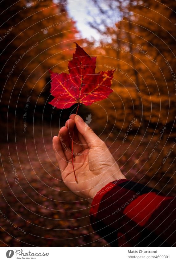 Hand hält ein Herbstblatt fallen Herbstlaub herbstlich Herbstfärbung Herbstwetter Herbstlandschaft Herbstliche Bäume Herbststimmung herbstliche Färbung