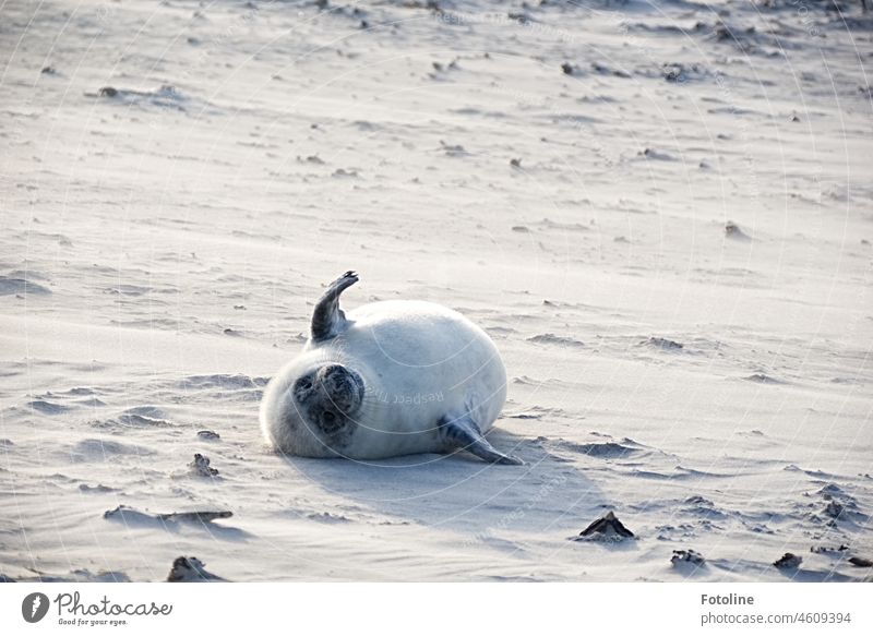 Ein Heuler liegt am Strand von Helgoland und kugelt sich hin und her! Kegelrobbe Tier Natur Wildtier Farbfoto Außenaufnahme Tag Küste Robben Sand natürlich frei